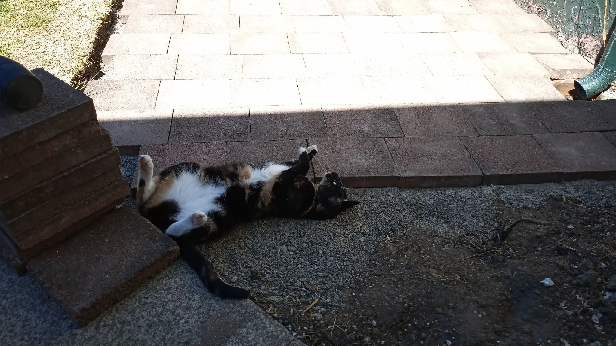 Ferne is liking the new patio (1)